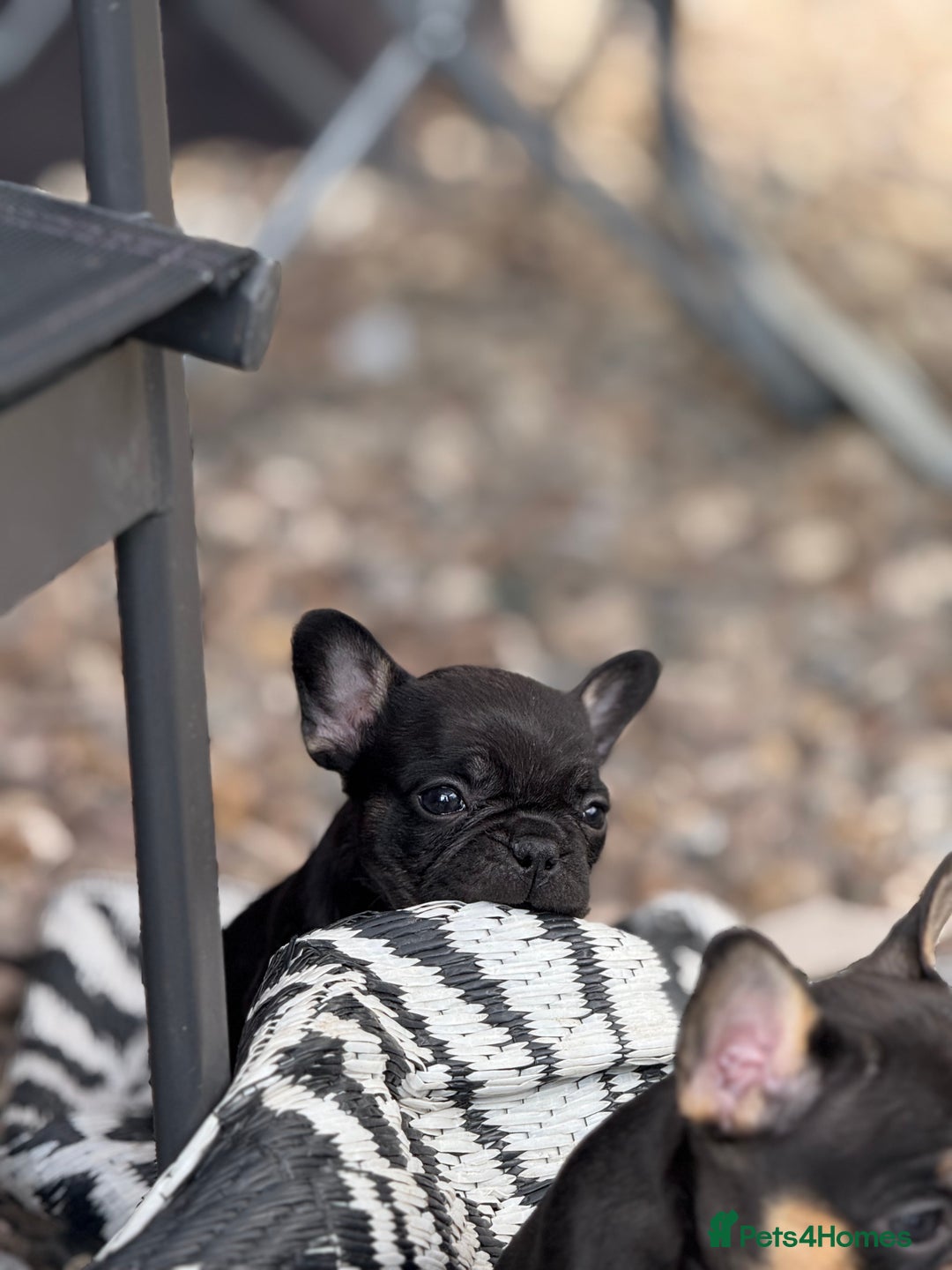 French Bulldog dogs for sale: Beautiful frenchie pups in Leeds - Image 20