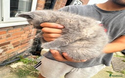British Shorthair cats for sale: X BSH female grey available  - Image 3