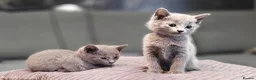 Russian Blue cats for sale: Pure Russian Blue kittens for sale 💙  - Advert 4