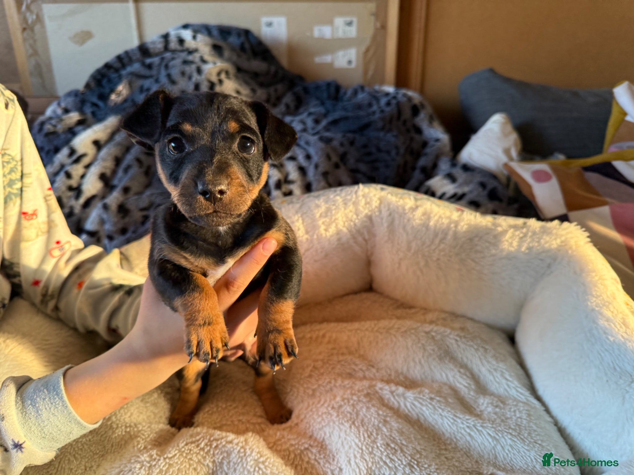 Jack Russell dogs Beautiful small bred Jack Russell puppies  - Advert 2