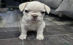 French Bulldog dogs for sale: KC Platinum French Bulldog Boy–Carrying Fluffy 🐾 - Image 5