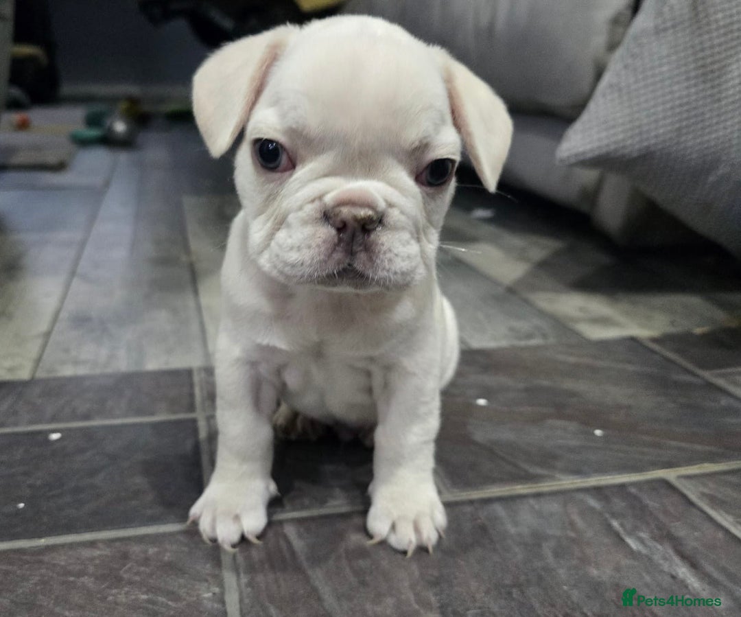 French Bulldog dogs for sale: KC Platinum French Bulldog Boy–Carrying Fluffy 🐾 - Image 5