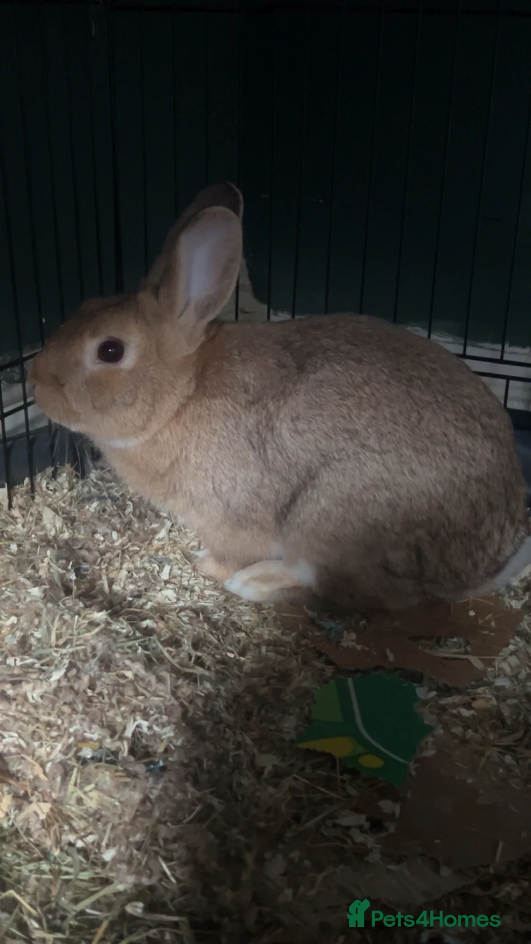 Mixed Breed rabbits for sale: Benji the bunny  - Advert 2