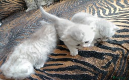 British Shorthair cats for sale: Chunky kittens for sale  - Advert 8