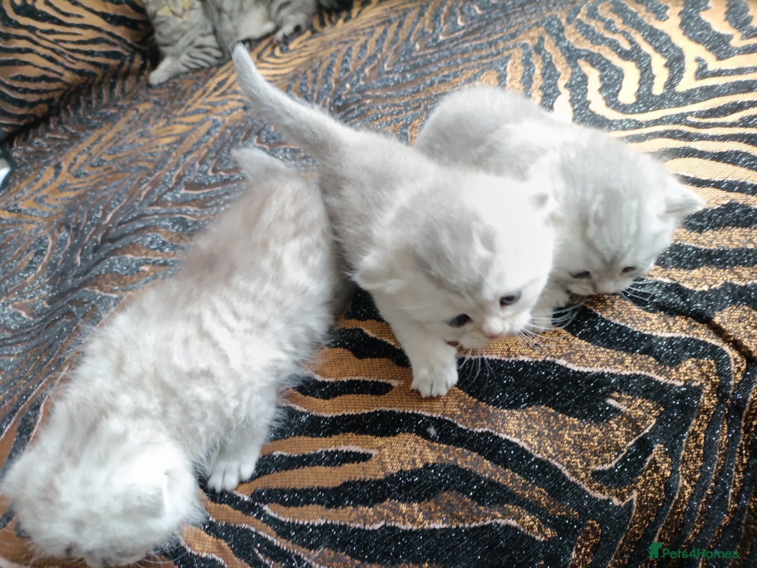 British Shorthair cats for sale: Chunky kittens for sale  - Advert 8
