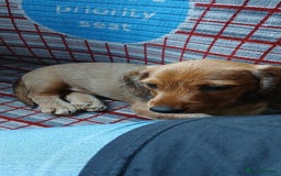 Dachshund dogs for sale: Dachshund  - Image 1