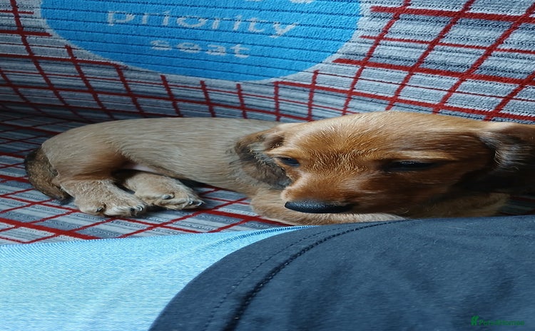 Dachshund dogs - Advert 2