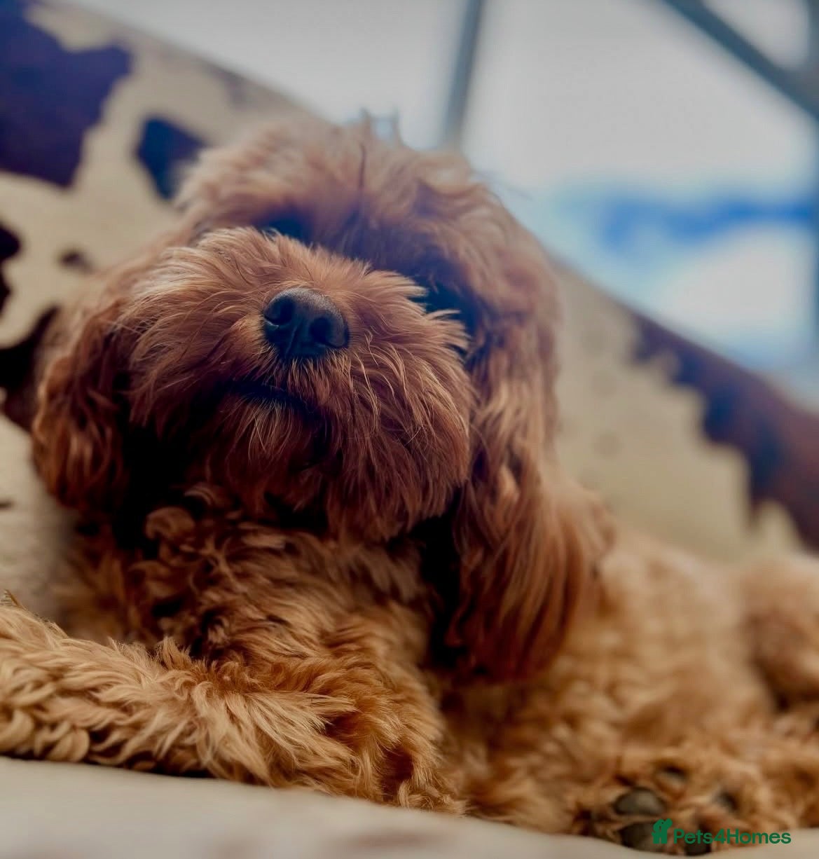 Cavapoo dogs Cavapoo F1b puppies - Advert 1