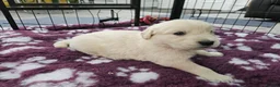 Golden Retriever dogs for sale: Beautiful KC Reg Golden Retriever Puppies - Advert 5