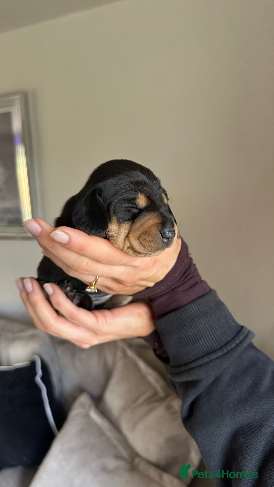 Miniature Dachshund dogs for sale: 5 beautiful miniature Daschund puppies  - Advert 15