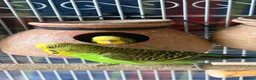 Budgerigars birds for sale: Budgerigar - Advert 5