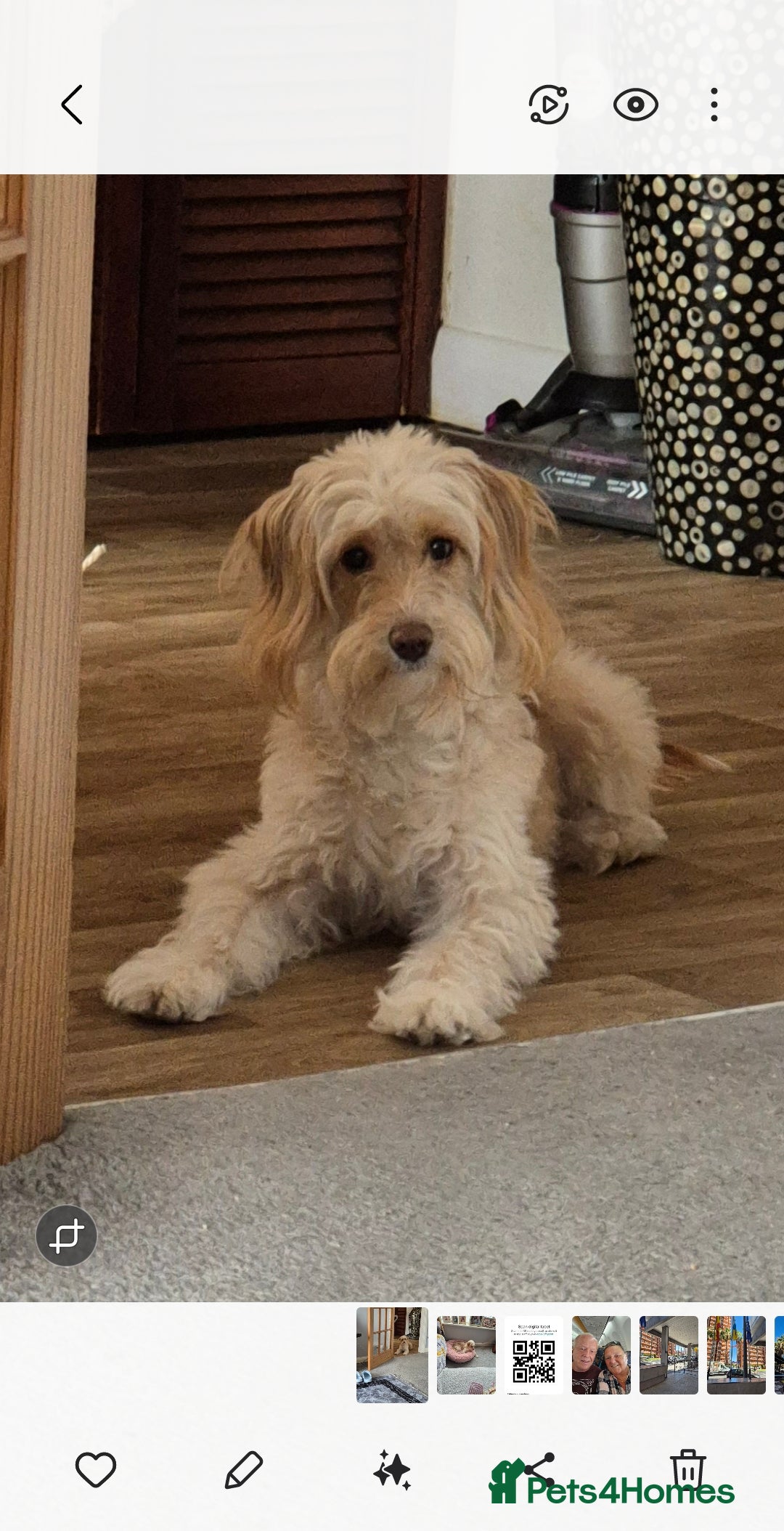Cockapoo dogs for sale: Cockerpoo  - Image 5