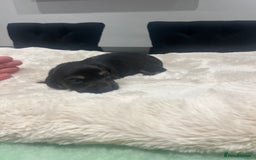 Dachshund dogs for sale: Tiny long haired piebald dachshunds for sale ! - Image 3