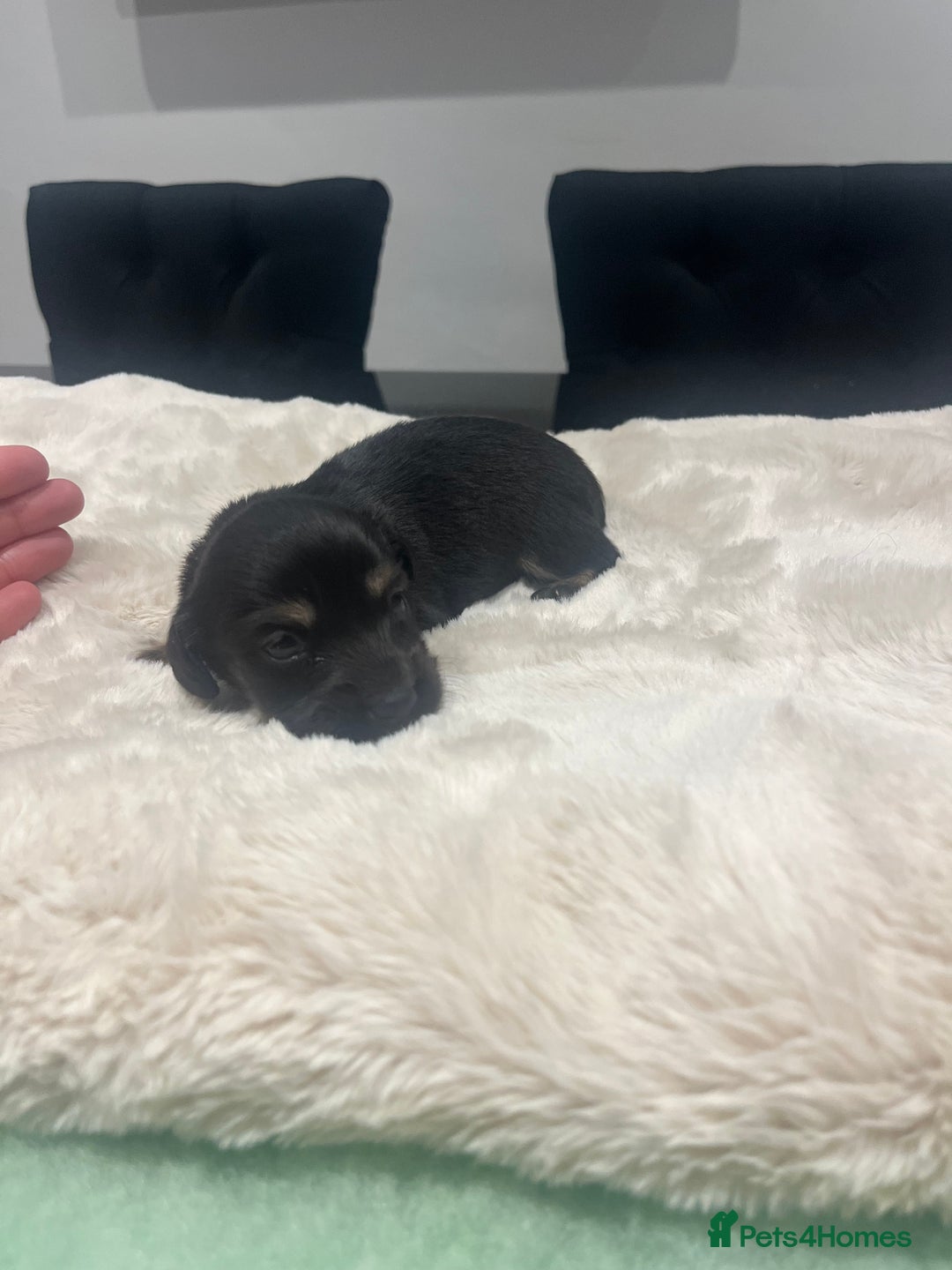 Dachshund dogs for sale: Tiny long haired piebald dachshunds for sale ! - Image 3