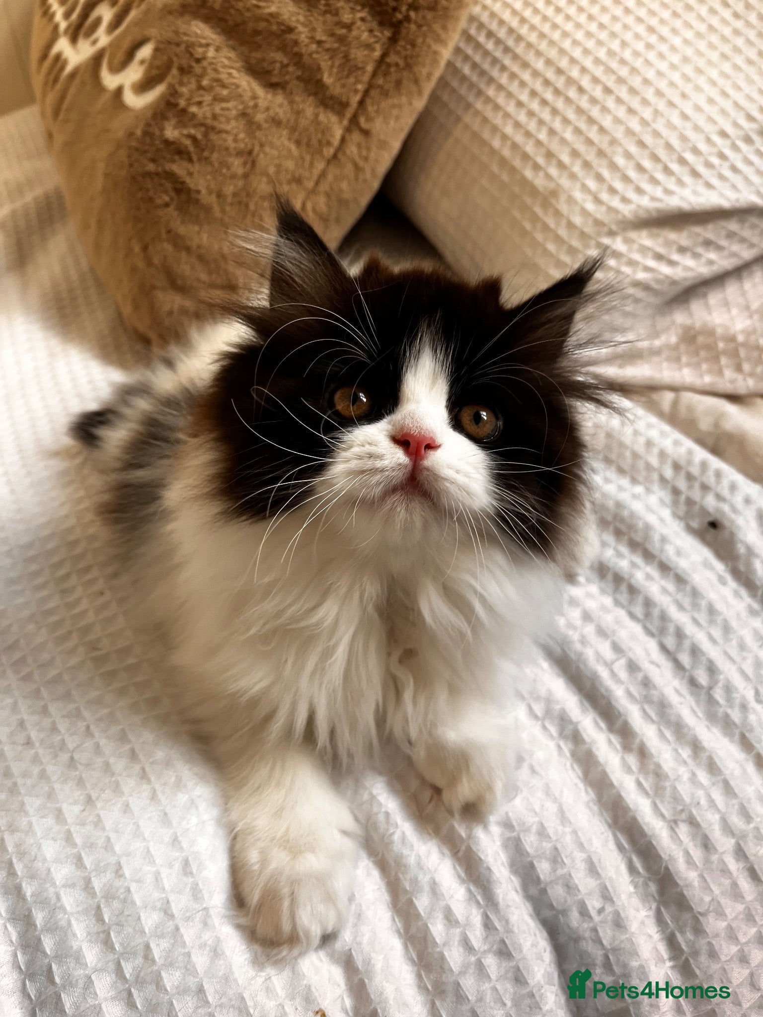 Persian cats One Female Ragdoll x Persian Kitten ready to go! - Advert 2