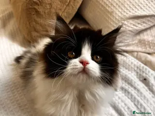 Persian cats One Female Ragdoll x Persian Kitten ready to go! - Advert 2