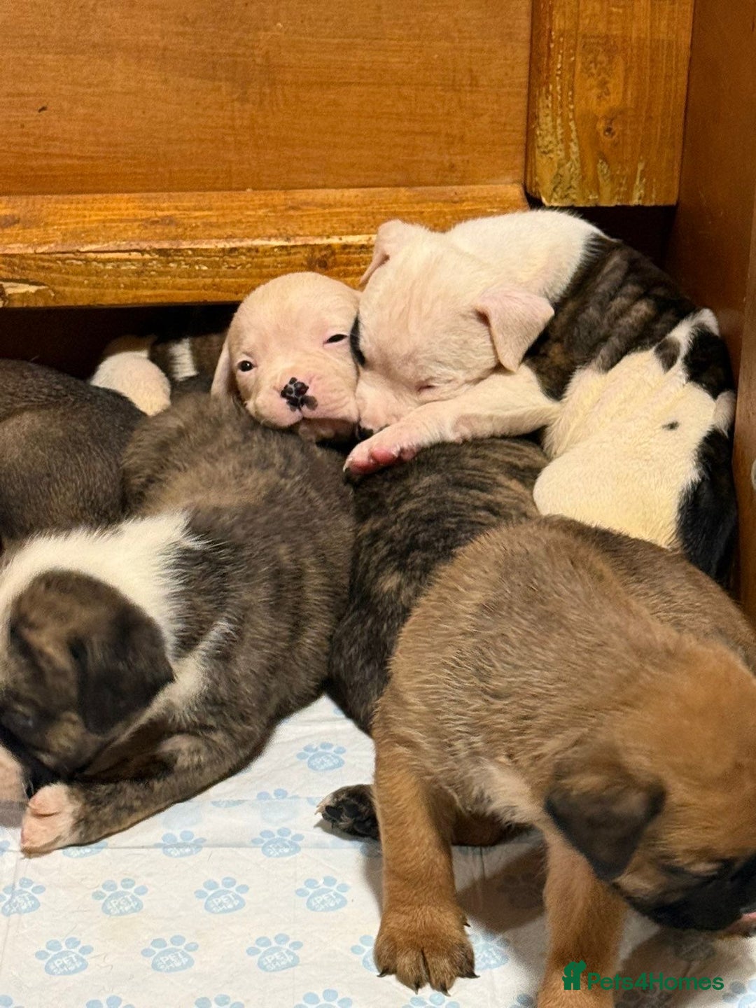 American Bulldog dogs for sale: American bulldog  - Advert 8