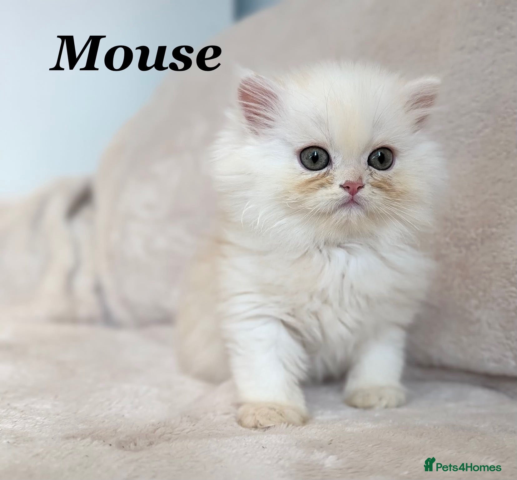 Persian cats *Last 2* Beautiful Pure Persian Kittens - Advert 6