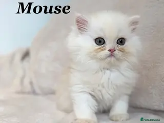 Persian cats *Last 2* Beautiful Pure Persian Kittens - Advert 6
