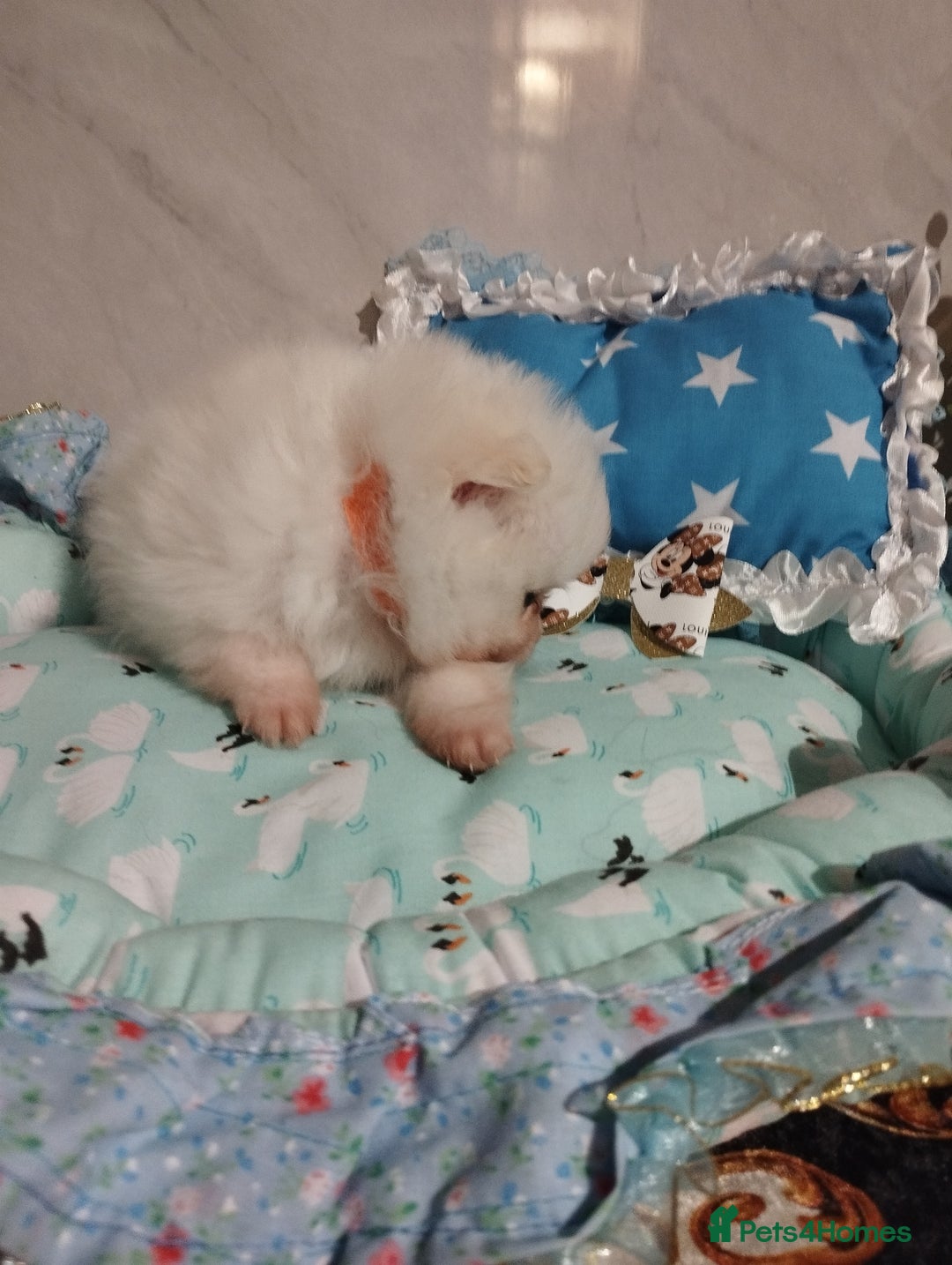Pomeranian dogs for sale: 💝💝💝High-quality little boys💝💝💝 - Image 28
