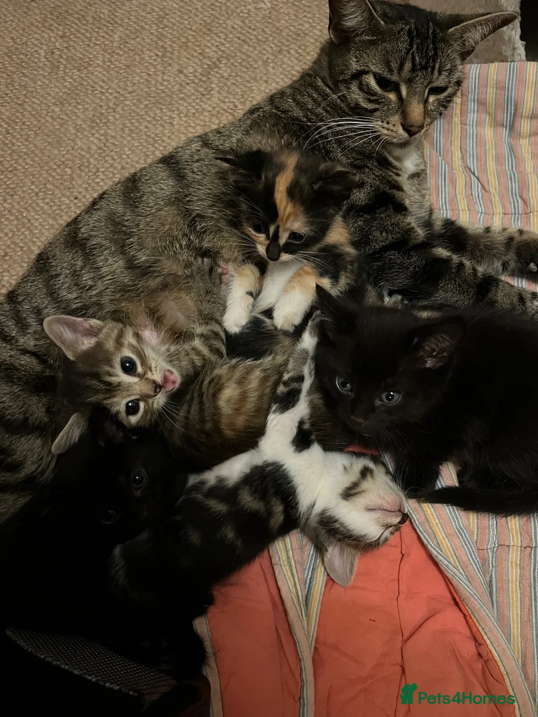Mixed Breed cats for sale: 5 adorable kittens ready for their new homes🐾 - Advert 2