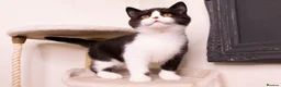 British Shorthair cats for sale: STUNNING BSH KITTENS - Advert 7