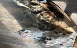 Kurilian Bobtail cats for sale: A new best friend for life - Image 9