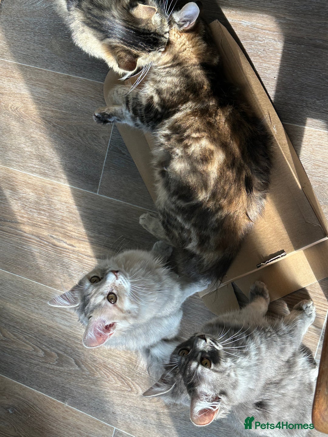 Kurilian Bobtail cats for sale: A new best friend for life - Image 9
