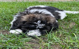 Saint Bernard dogs for sale: St Berdoodle (Saint Bernard standard Poodle) - Image 32