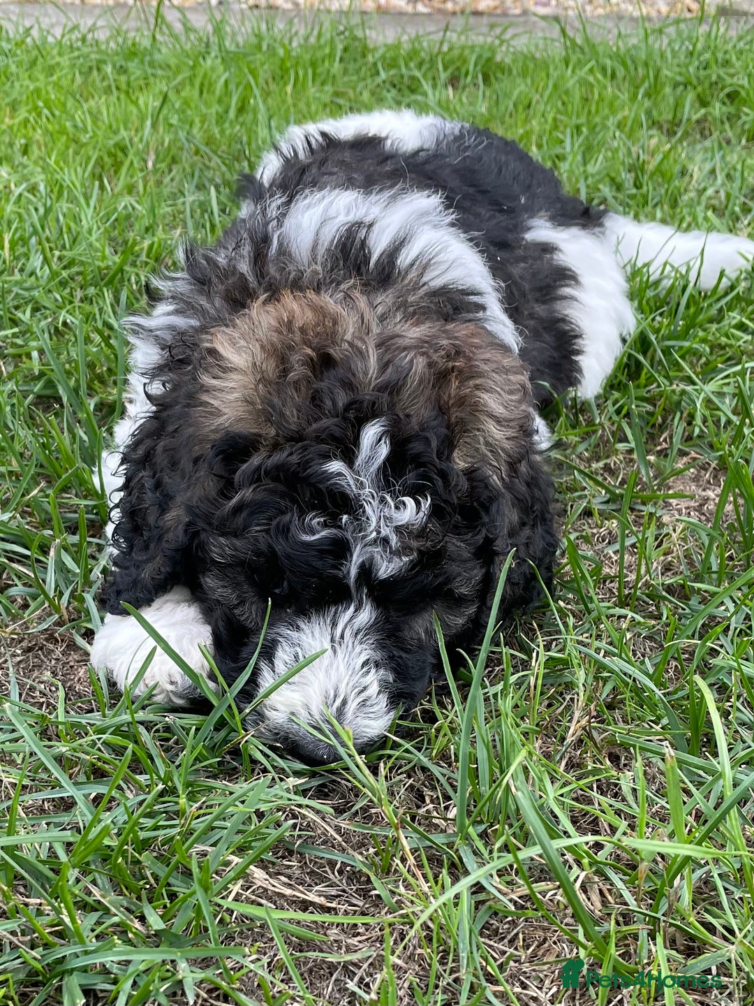 Saint Bernard dogs for sale: St Berdoodle (Saint Bernard standard Poodle) - Image 32