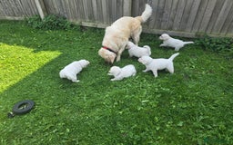 Golden Retriever dogs for sale: Cream Golden Retriever Puppies –Family Raised  - Image 18
