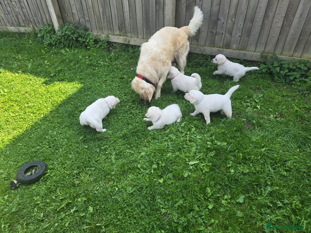 Golden Retriever dogs for sale: Cream Golden Retriever Puppies –Family Raised  - Image 18