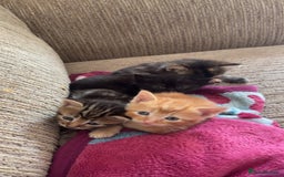 Mixed Breed cats for sale: My lovely cat for sell  - Image 4