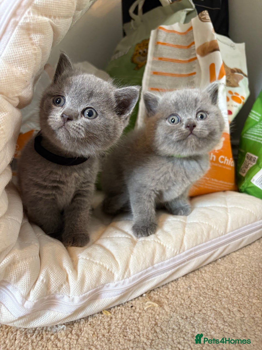 British Shorthair cats for sale: 🐱 Stunning GCCF British Shorthair Kittens  - Advert 5