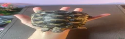 Tortoise reptiles for sale: greek tortoise with house + accessories - Advert 4