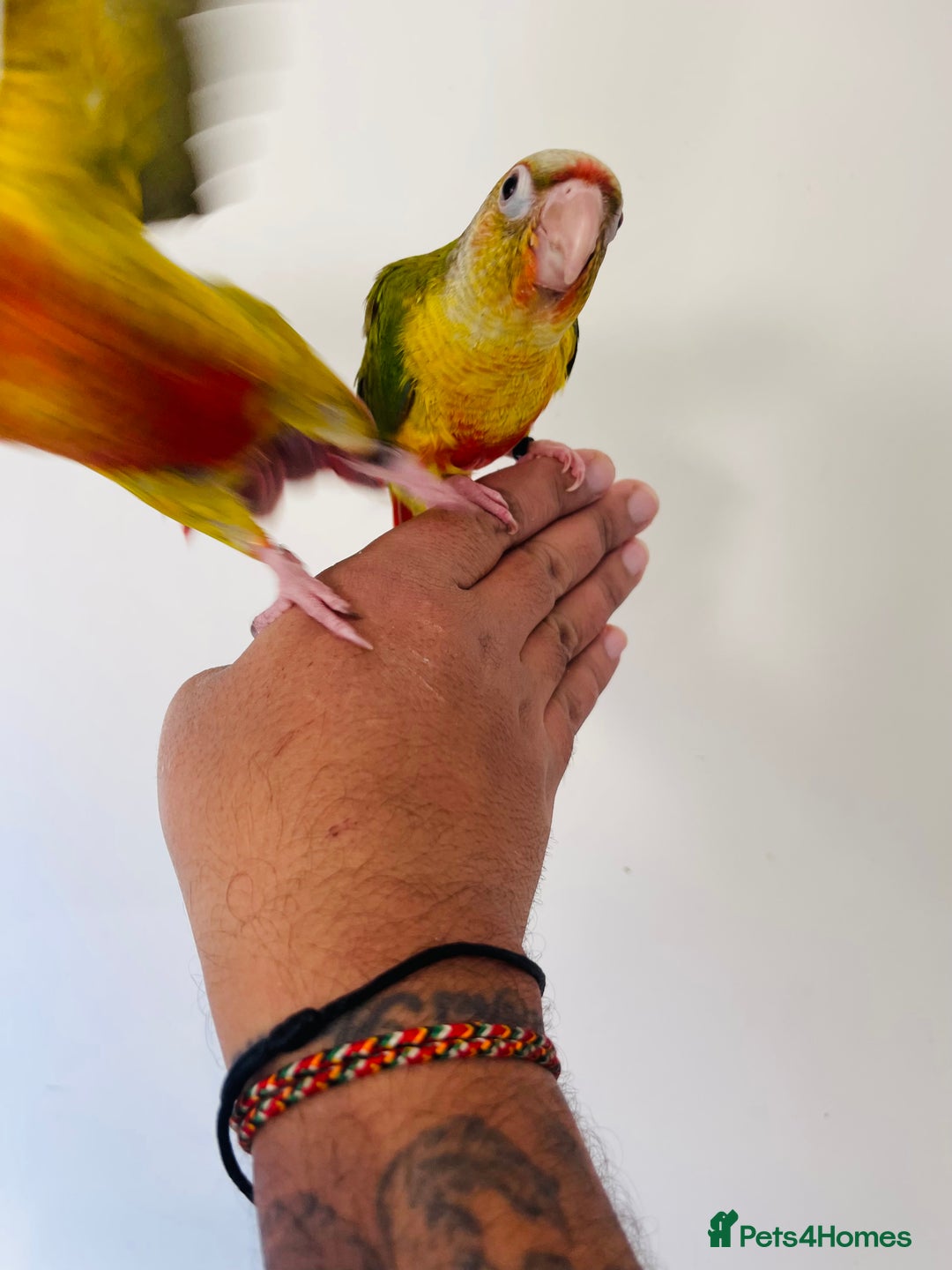Conures birds for sale: Hand reared conures for sale  - Advert 29