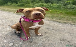 American Bull Staffy dogs for sale: Loving female for adoption  - Advert 19