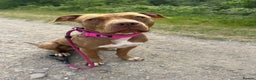 American Bull Staffy dogs for sale: Loving female for adoption  - Advert 19