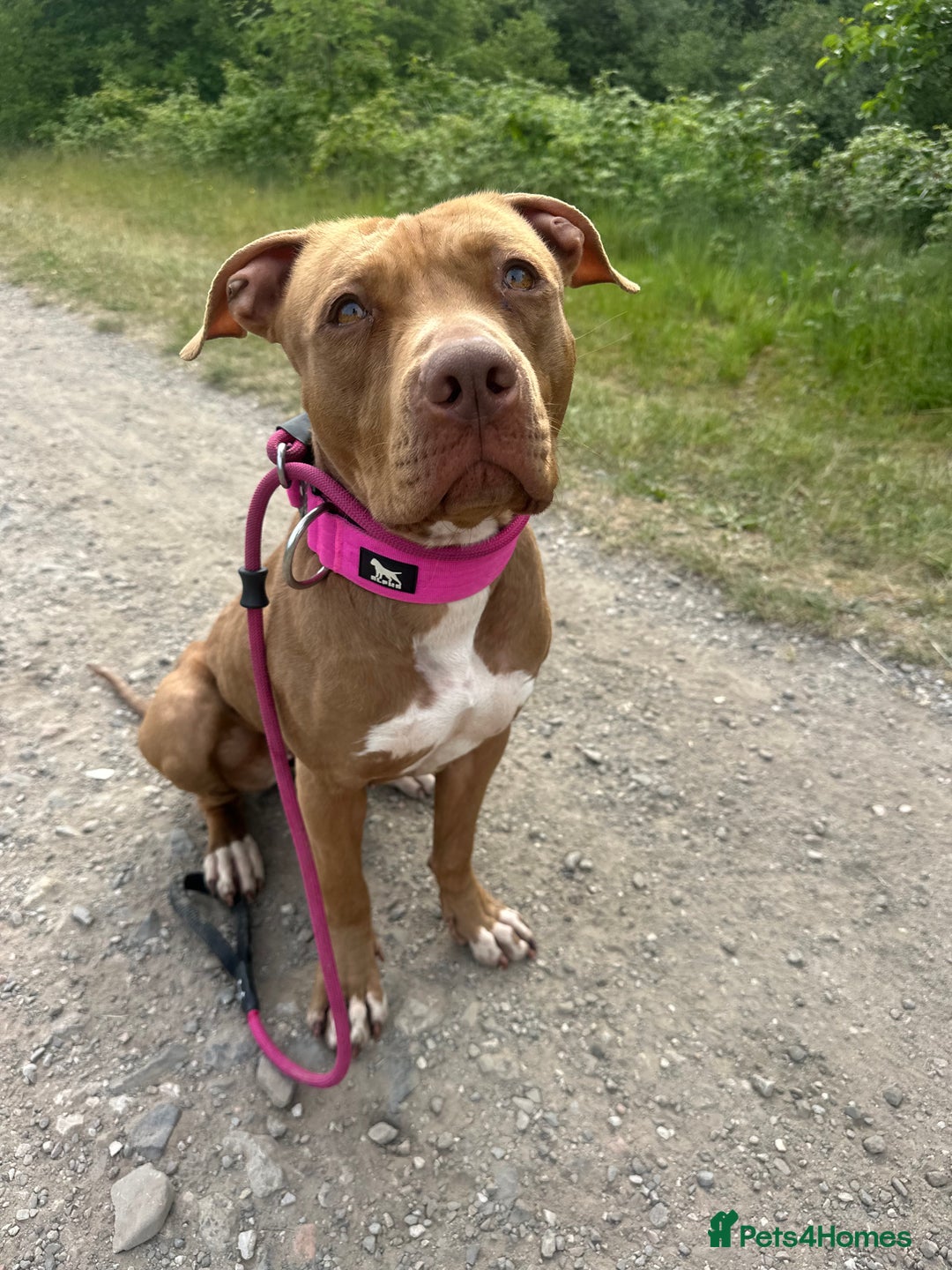 American Bull Staffy dogs for sale: Loving female for adoption  - Advert 19