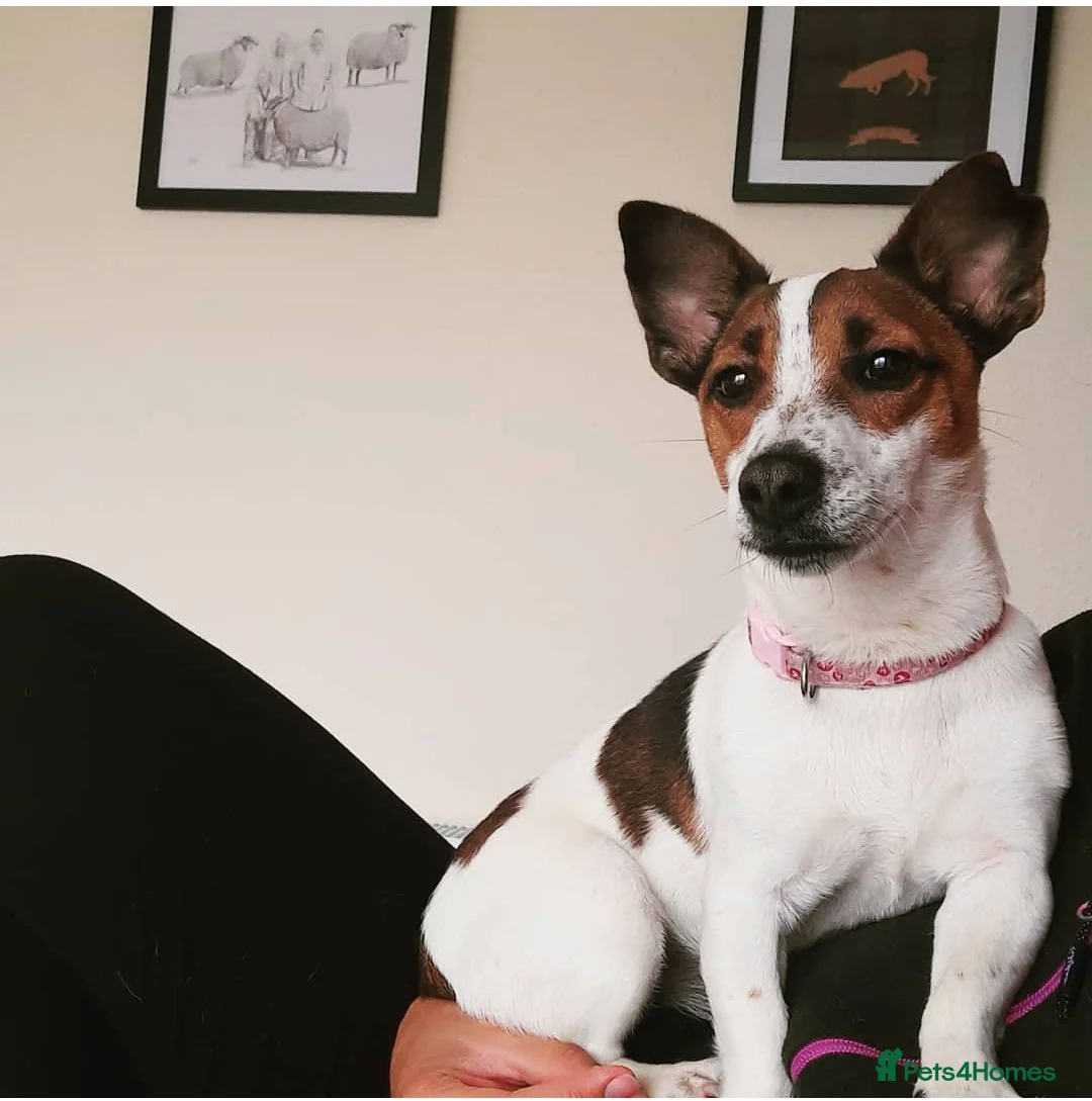 Jack Russell dogs for sale: Gorgeous jack Russells  - Advert 4