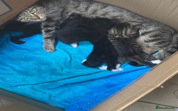 Mixed Breed cats for sale: Beautiful Mixed breed kittens need new homes - Image 7