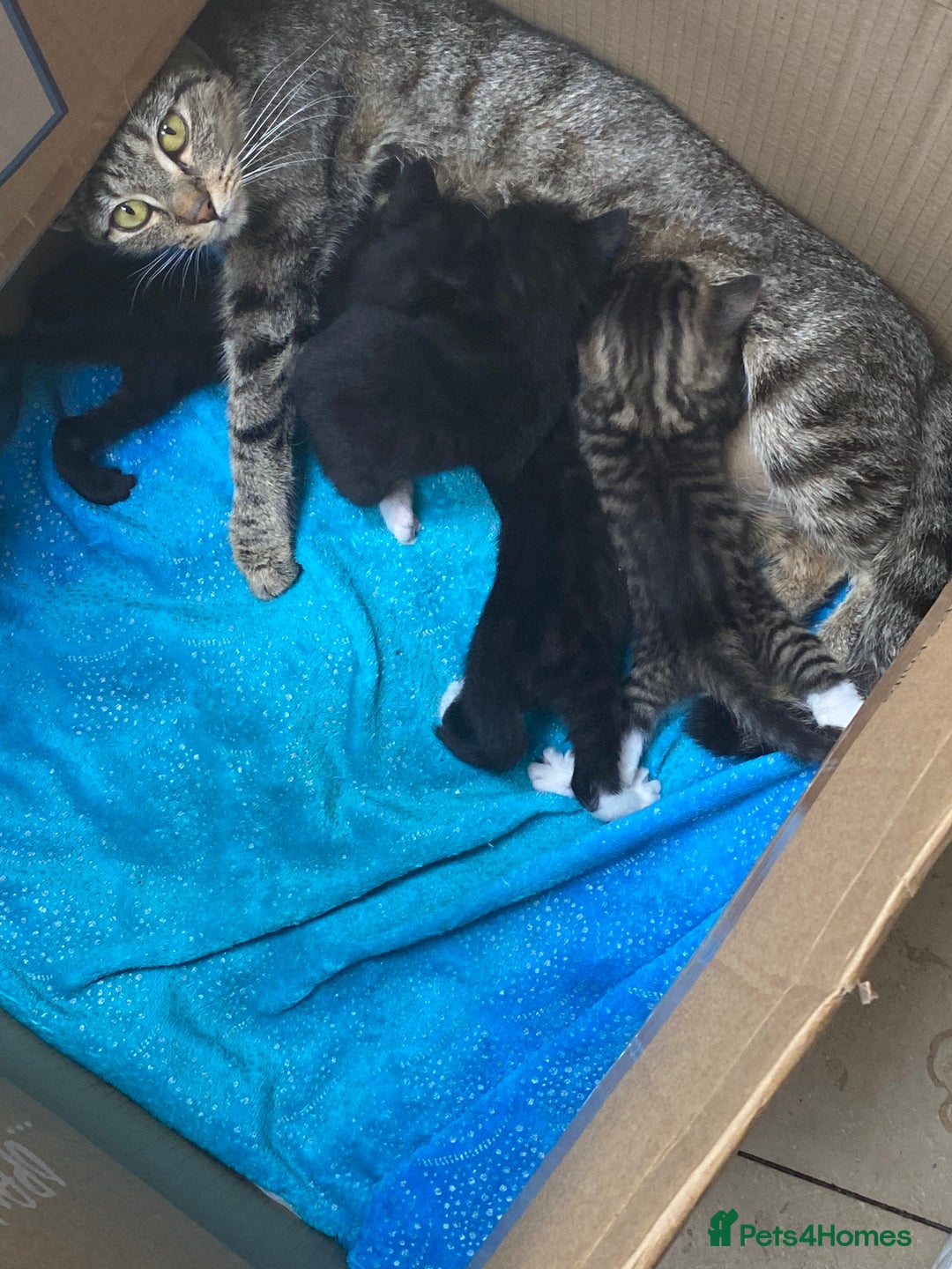 Mixed Breed cats for sale: Beautiful Mixed breed kittens need new homes - Image 7