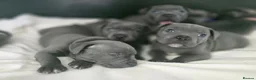 Staffordshire Bull Terrier dogs for sale: WellTrained Staffordshire Bull Terrier Puppies  in Aberdeen - Advert 17