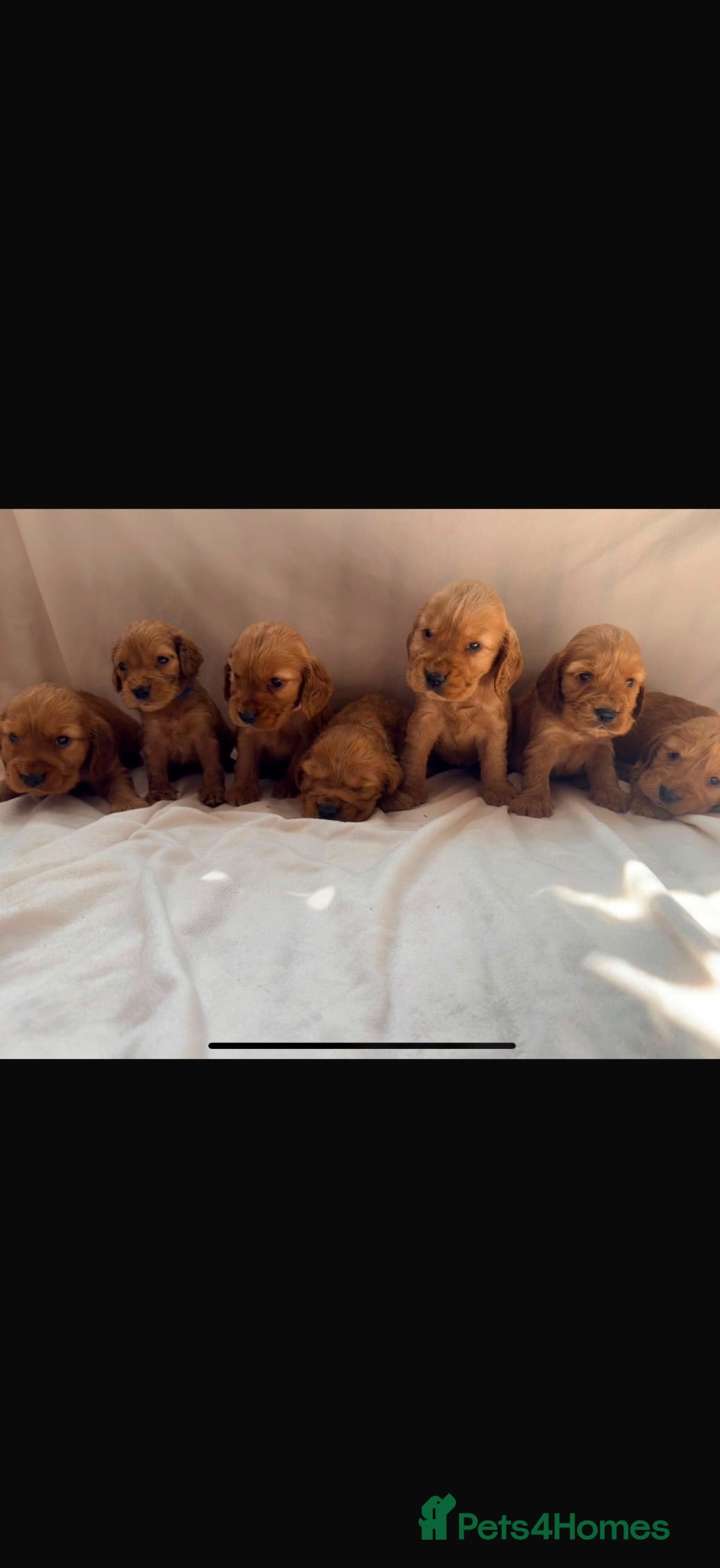 Cocker Spaniel dogs Fully heath tested Kc registered cocker spaniels - Advert 1