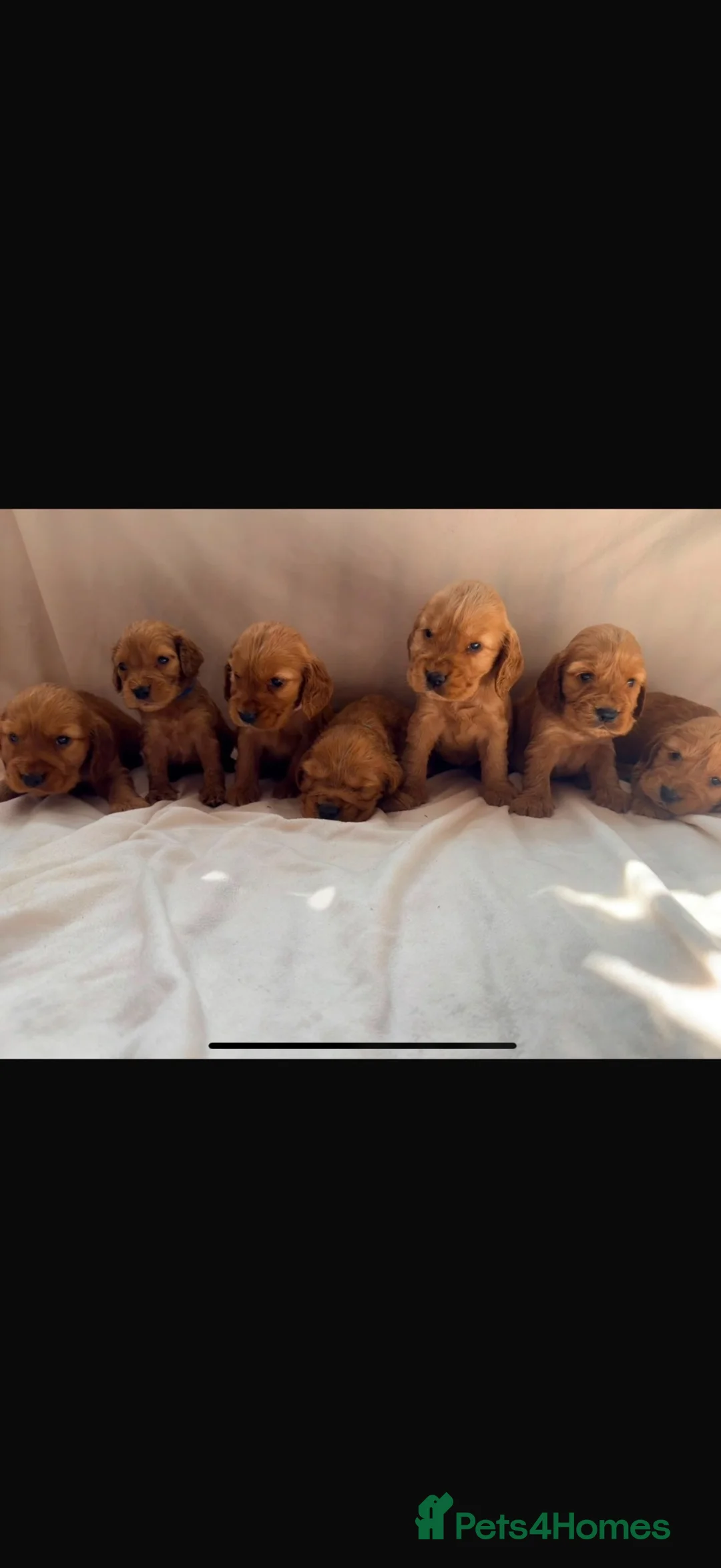 Cocker Spaniel dogs for sale: Fully heath tested Kc registered cocker spaniels - Advert 1