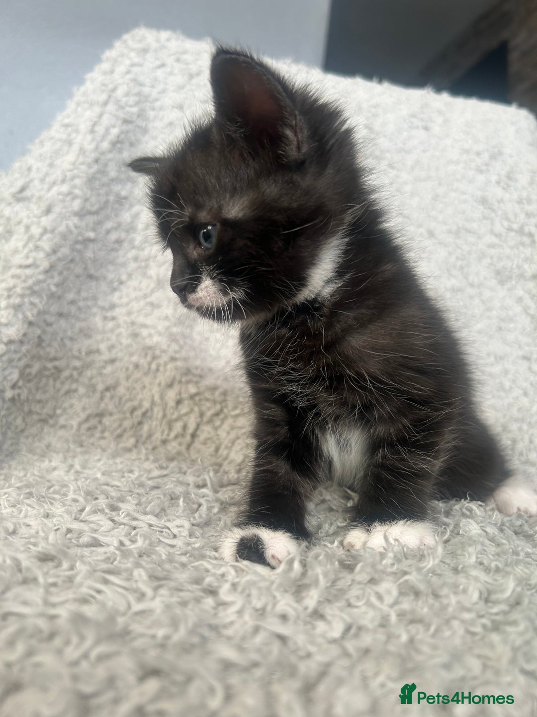 Norwegian Forest Cat cats for sale: BLACK&SILVER NORWEGIAN BOY LEFT  - Advert 10