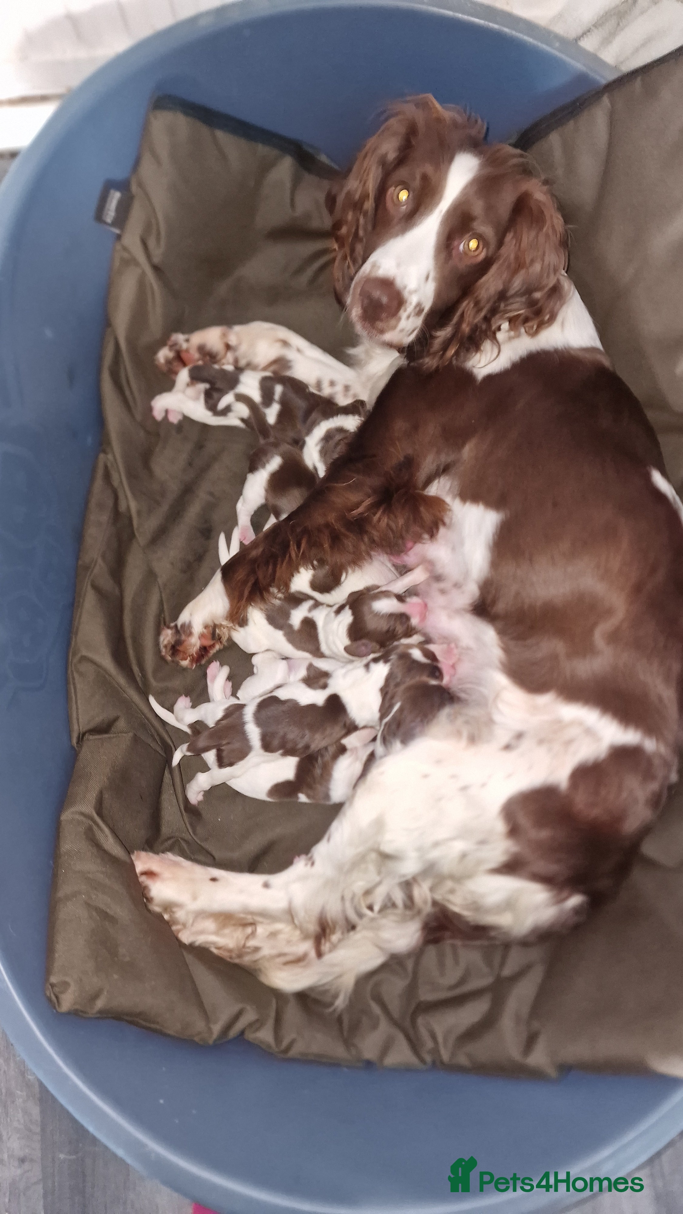 English Springer Spaniel dogs Litter of 8 springer spaniel puppies  - Advert 6