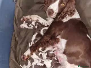 English Springer Spaniel dogs Litter of 8 springer spaniel puppies - Advert 3