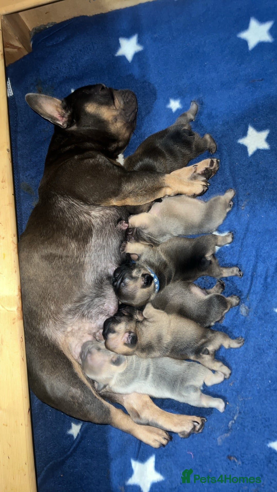 French Bulldog dogs for sale: French bulldog puppies  - Image 2