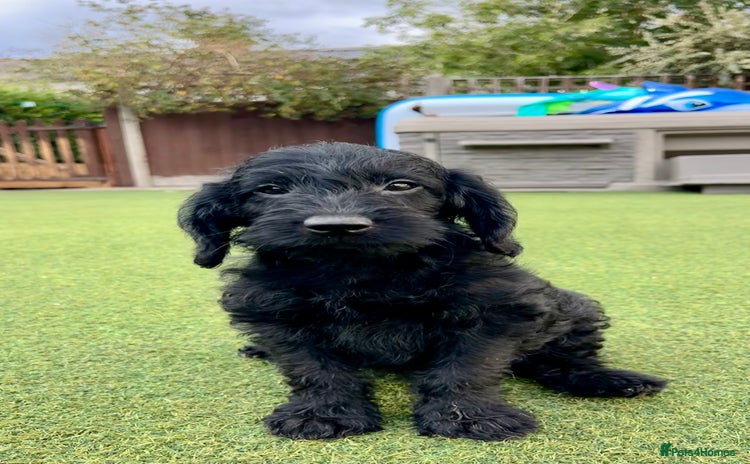 Labradoodle dogs in Lydbury North - Advert 2